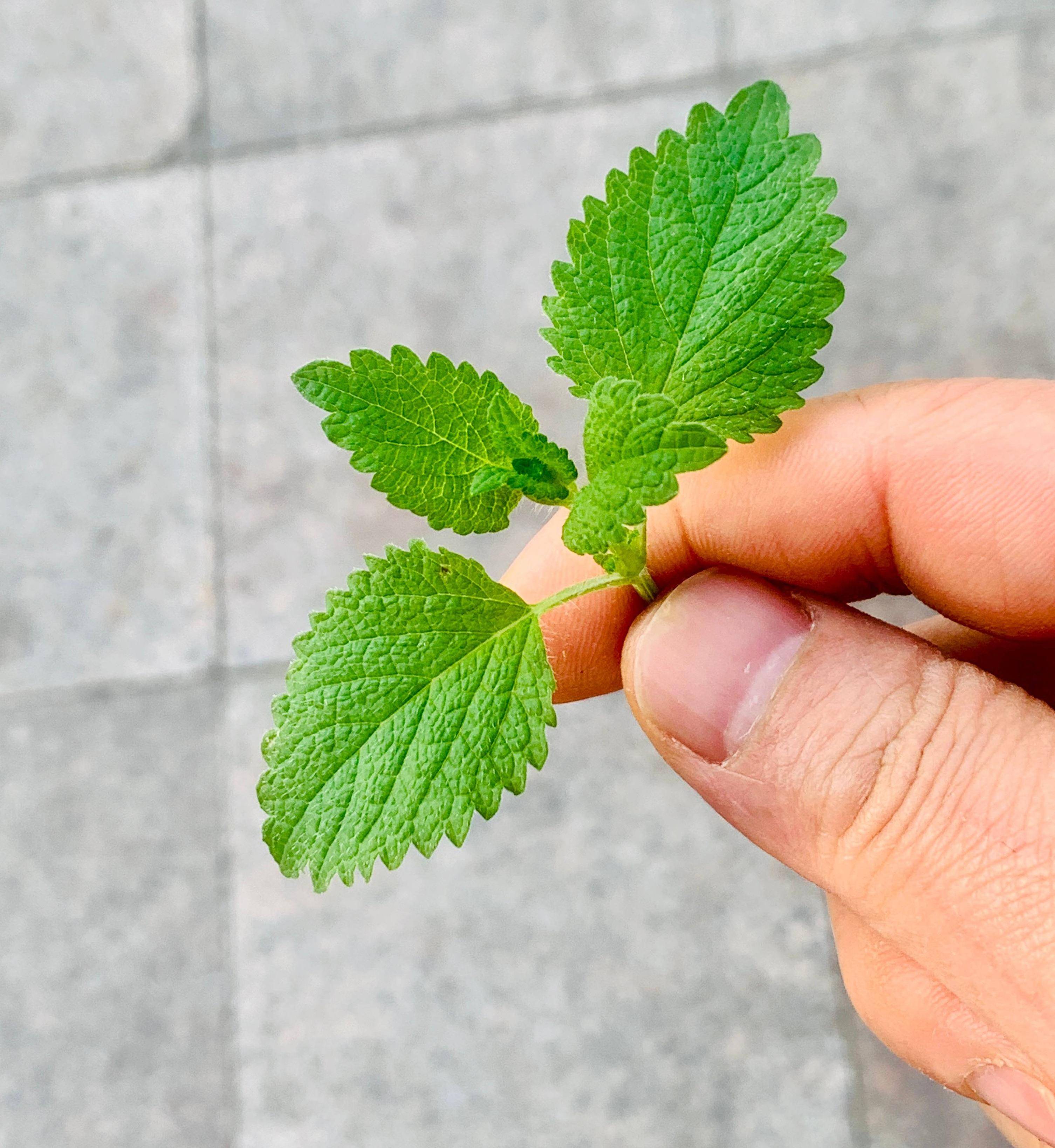 柠檬香蜂草"这样养",长到泛滥,比薄荷旺盛,芳香美观,用途多