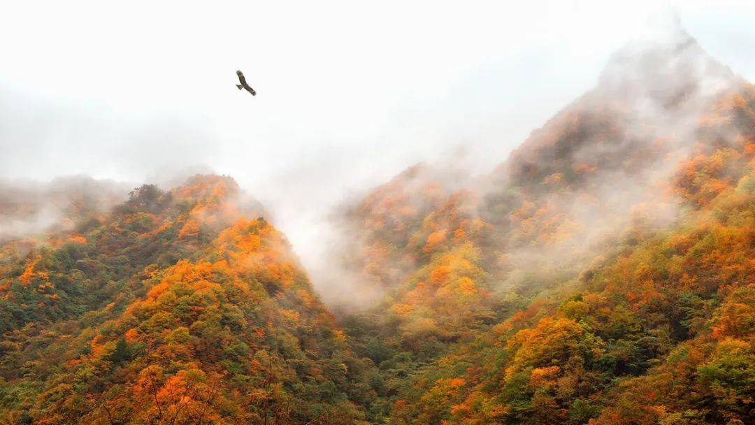 清平乐·浅秋之景 海明_岭南_文苑_展银