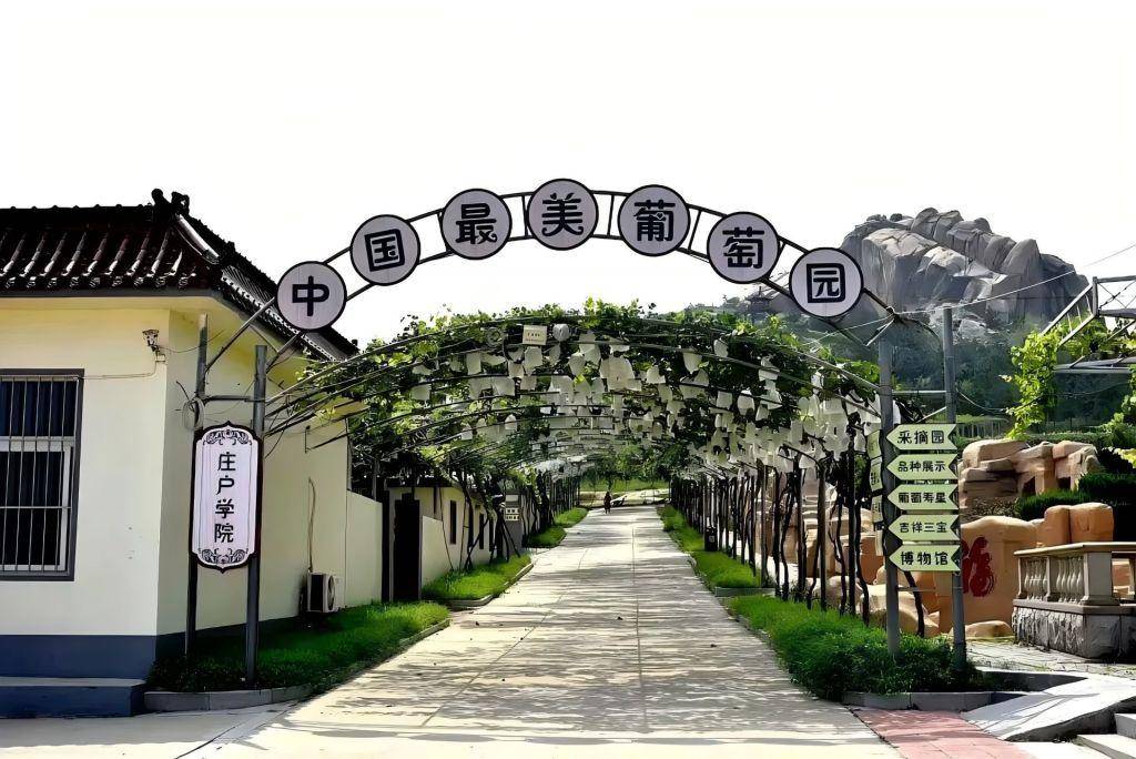 助力大泽山葡萄节! 青岛开通三条"运游融合"旅游专线