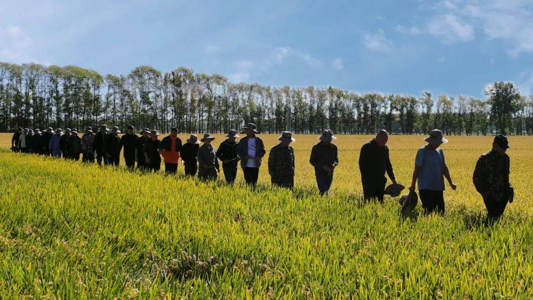 江川农场召开水稻品种荐评现场会