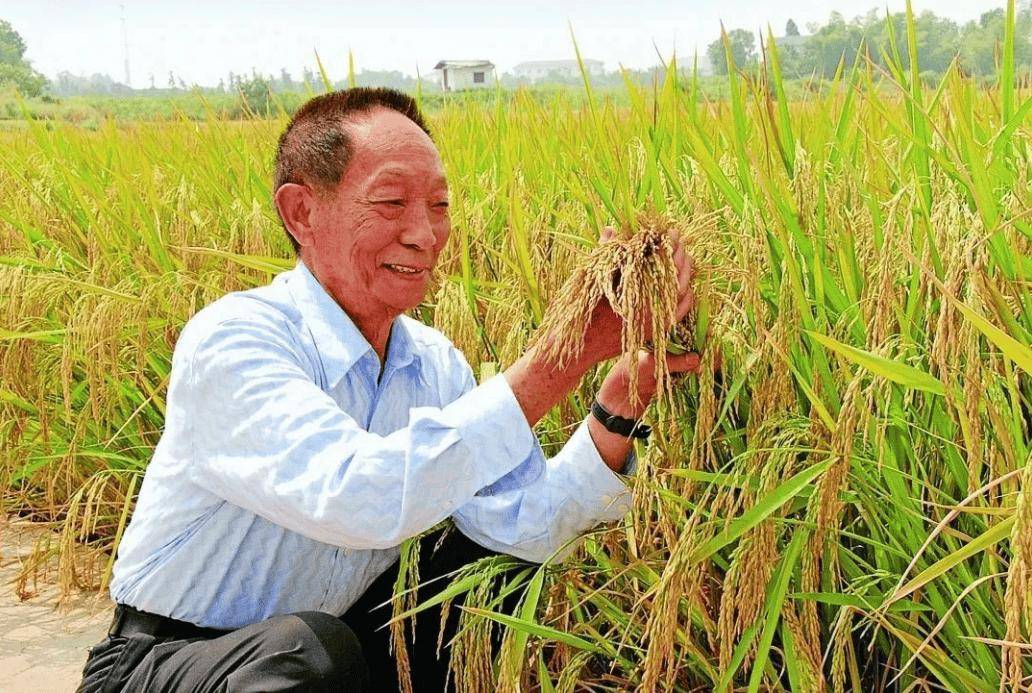 一袋大米能换一位神待少女?日本这是咋了?还是袁隆平说的有道理