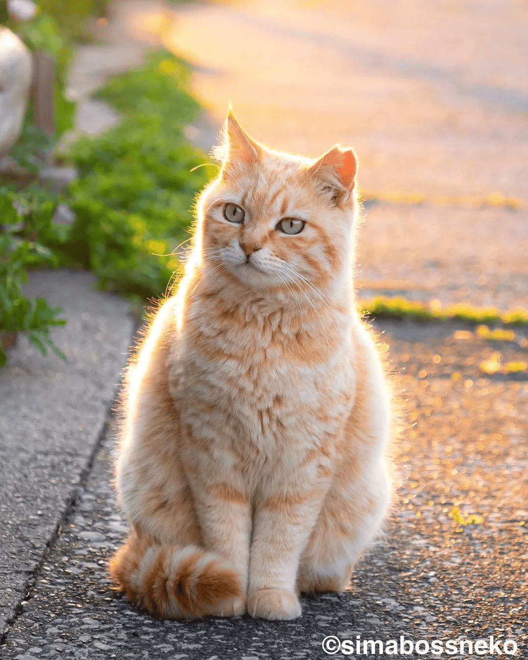 猫照片真实生活照片图片