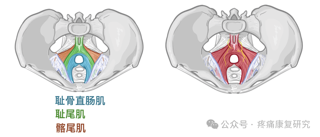 人体解剖学基础 | 盆腔_耻骨_尾骨_闭孔