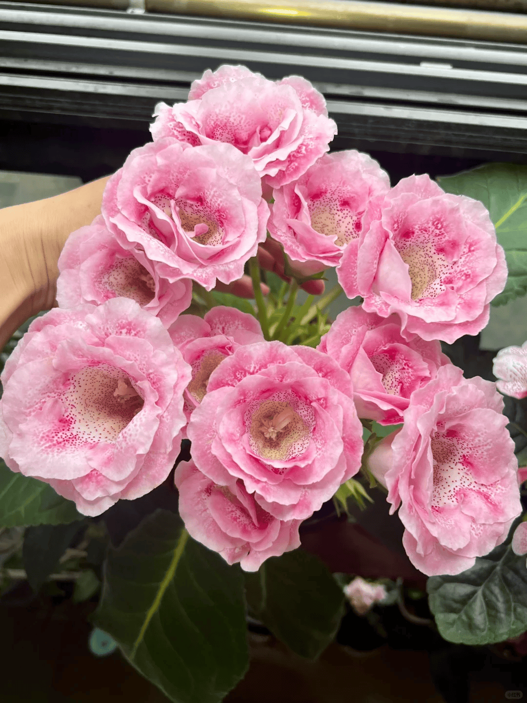 8种"阴性花"不喜大太阳,光线差一点,才能呼呼长"开大花"