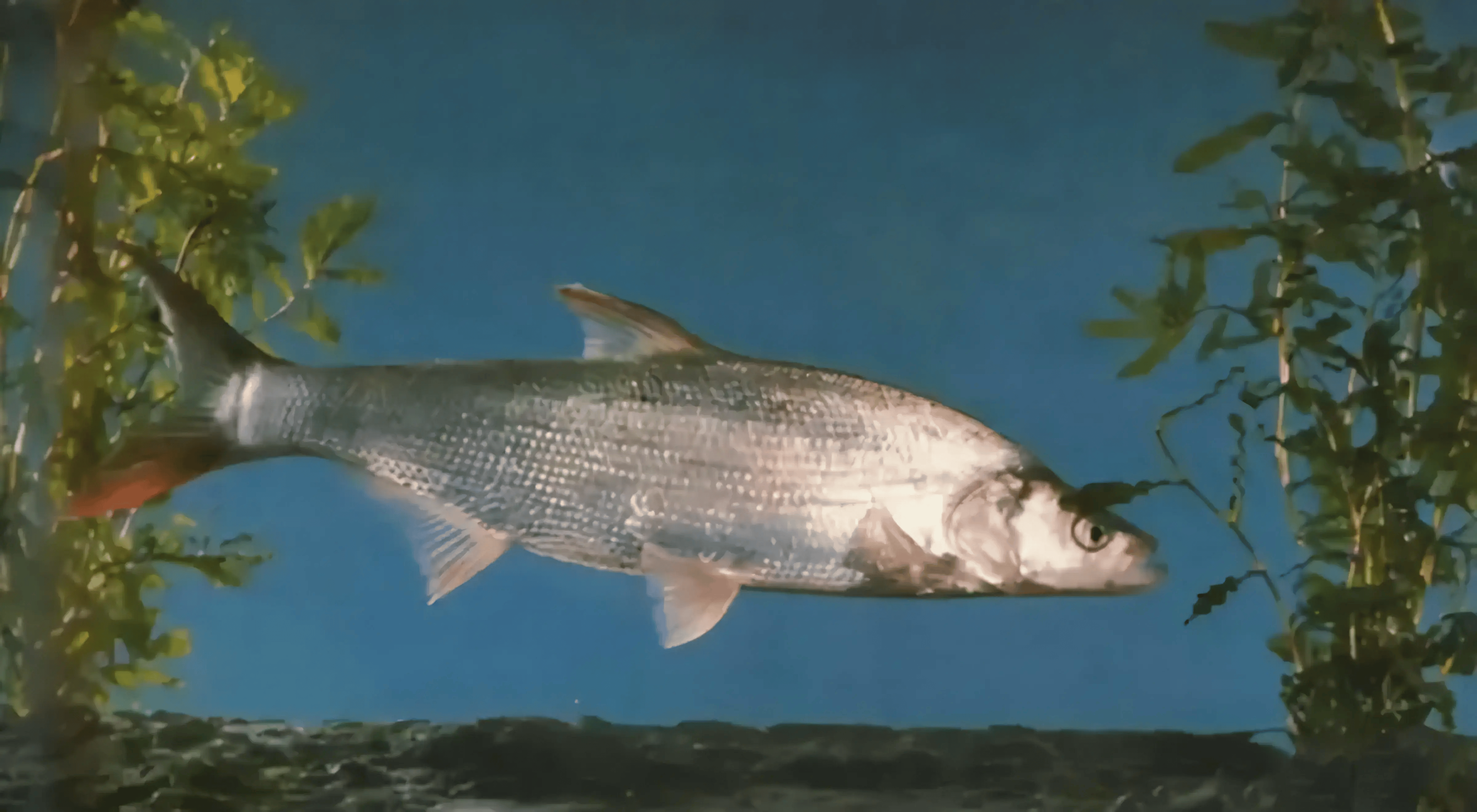 在市场上十分受欢迎,禁渔前因数量锐减已被列为国家一级保护动物,不少