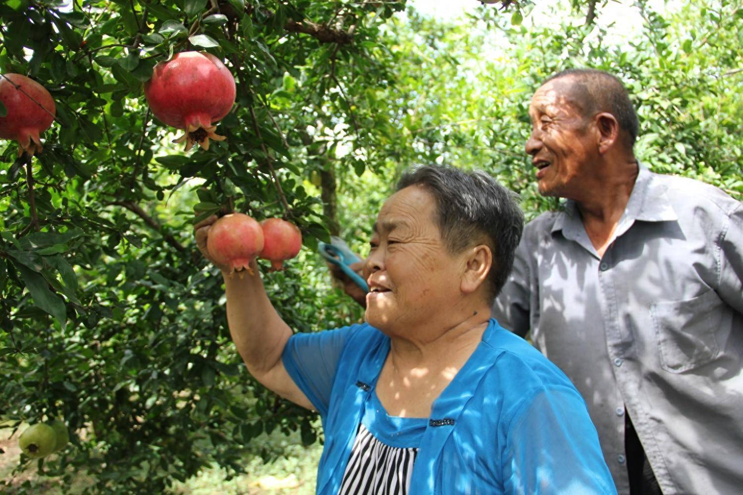 金牛山长出"金豆子"!平顶山卫东区万亩石榴园喜获丰收