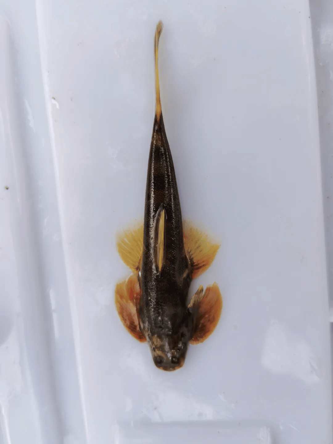 短身金沙鳅首现长江上游珍稀特有鱼类国家级自然保护区金沙江水富段