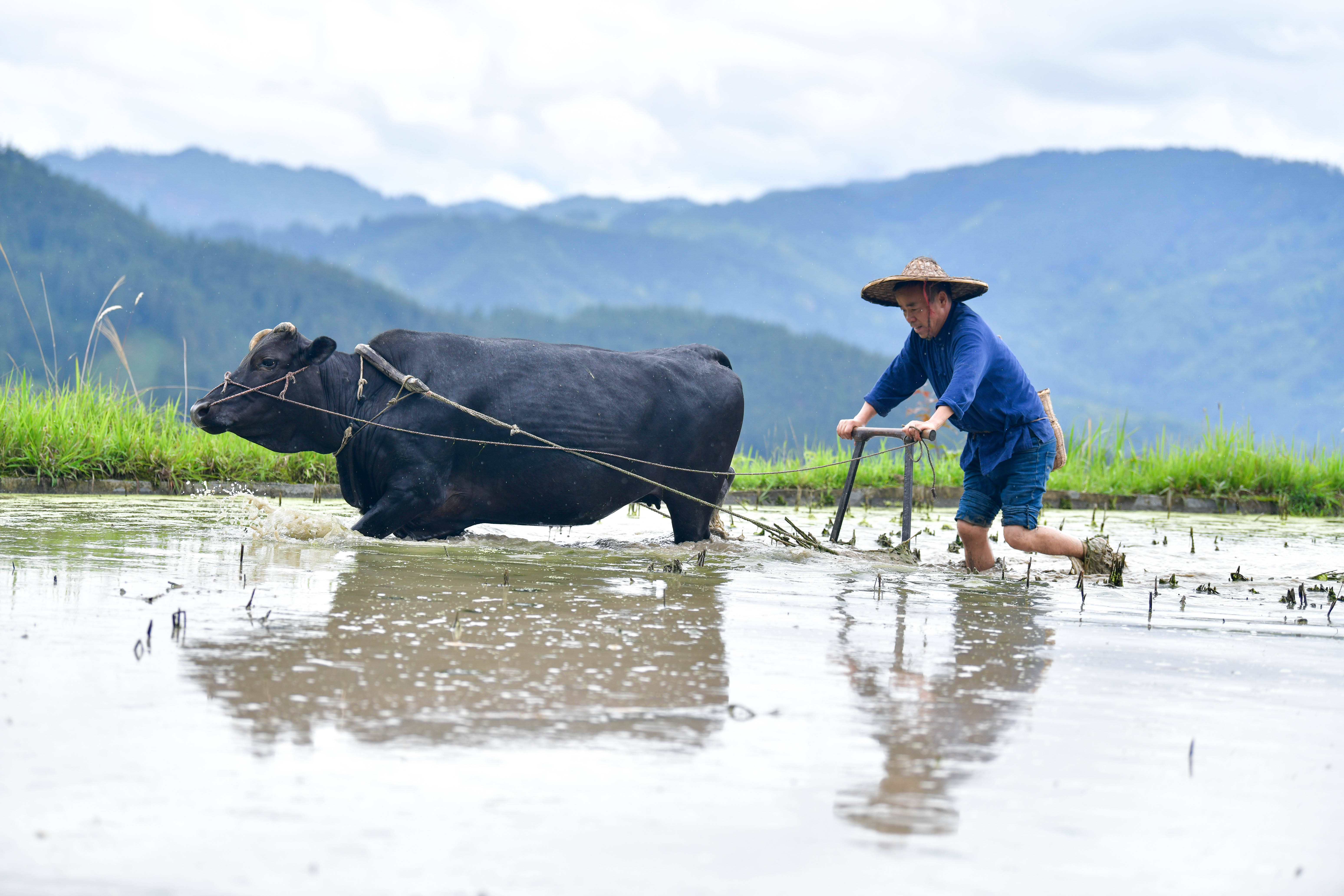 "有牛哥"守护乡村农作物老品种