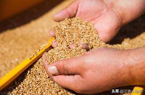 小麦拌种剂误区大揭秘_效果_病虫害_颜色