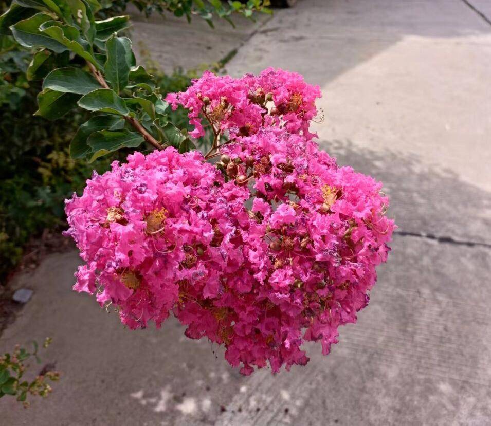 院子露台养一棵它,耐热耐晒,夏季开花红艳艳,一个夏天开不停