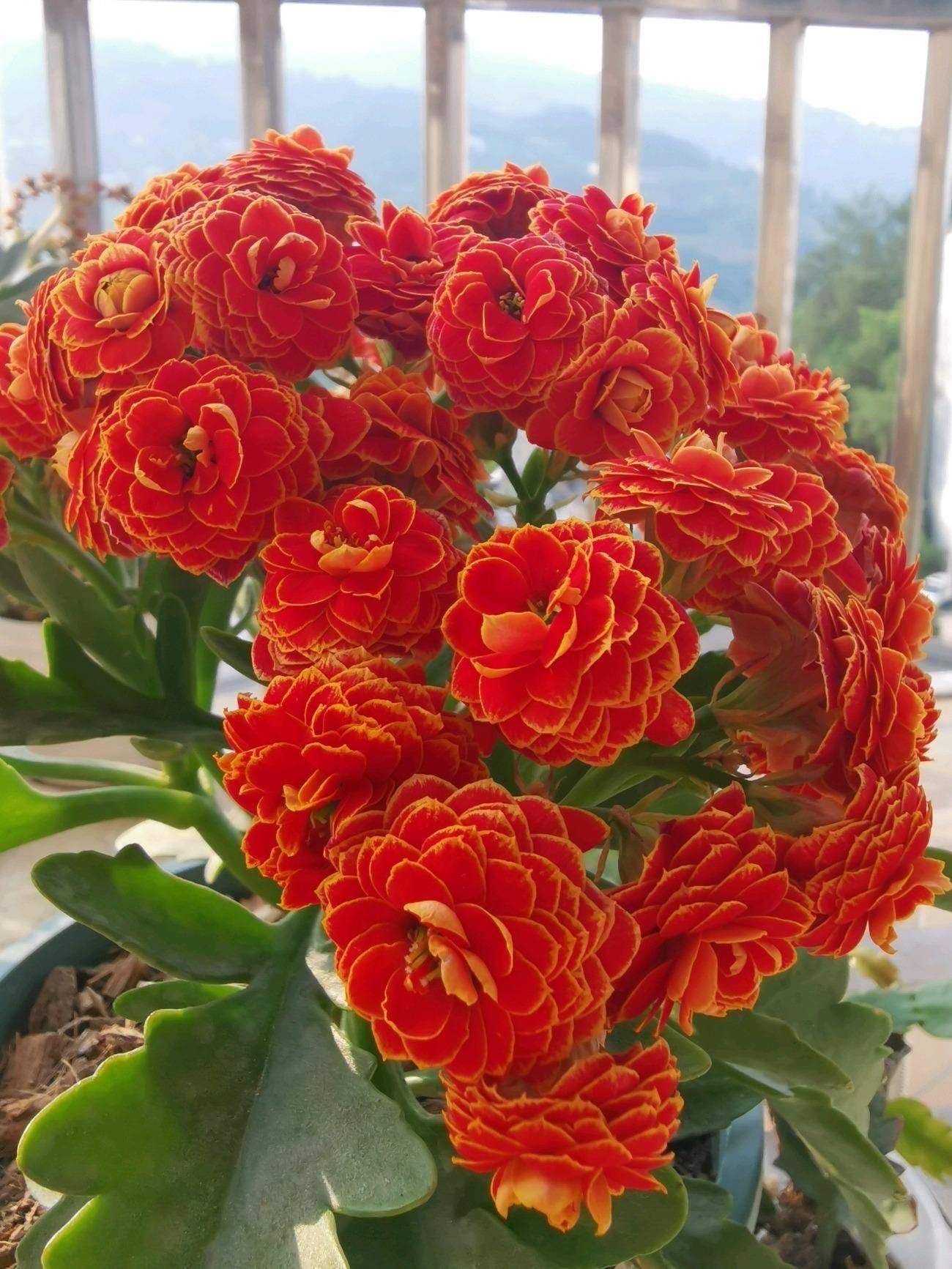 6种喜庆花,开花艳,易打理,颜值高长势好,带来好运和财运!