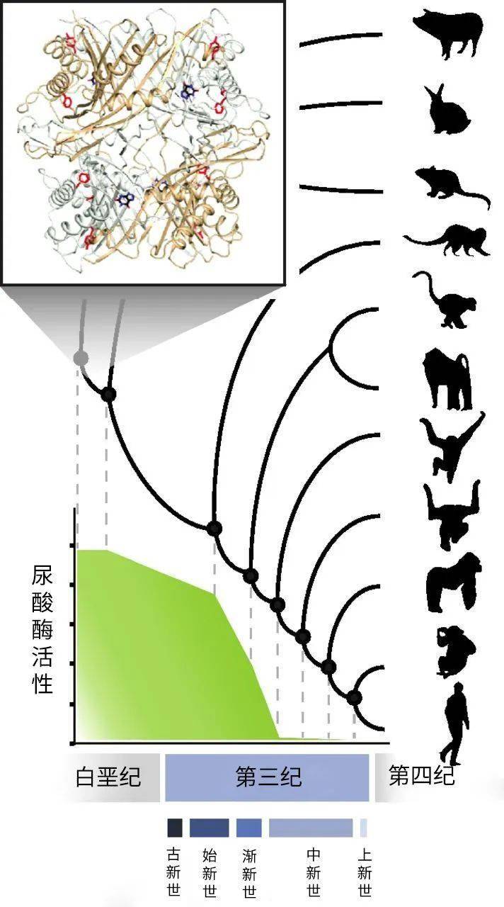 尿酸危機，席卷中國