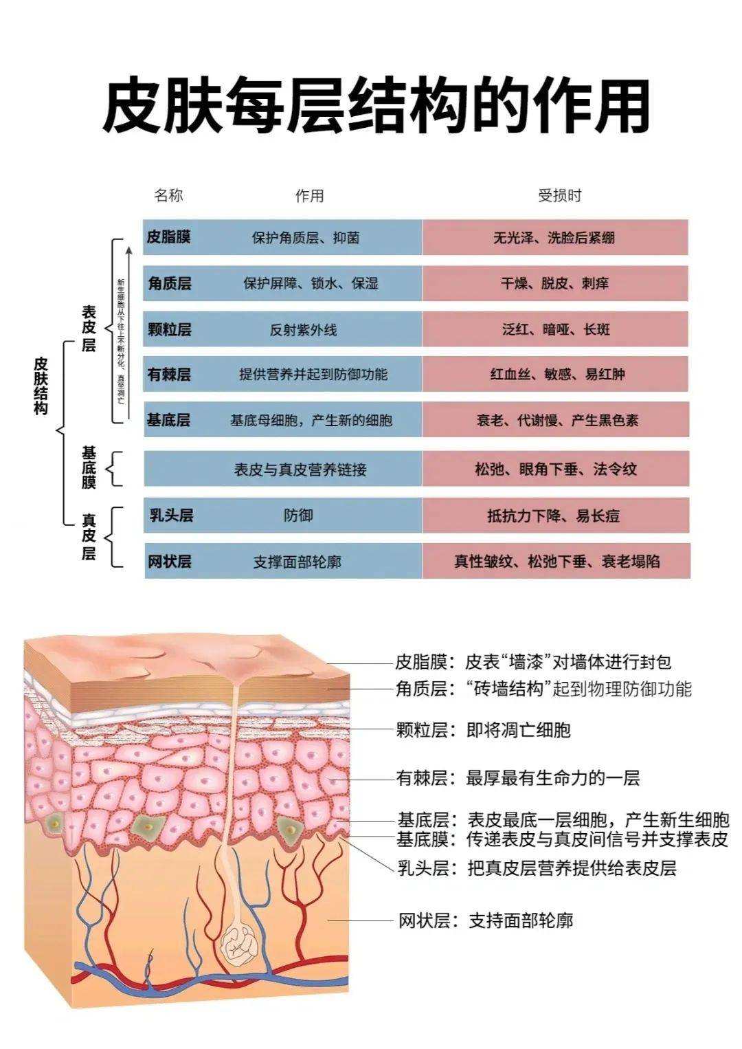 皮肤结构与皮肤老化引起的变化_表皮_真皮_屏障