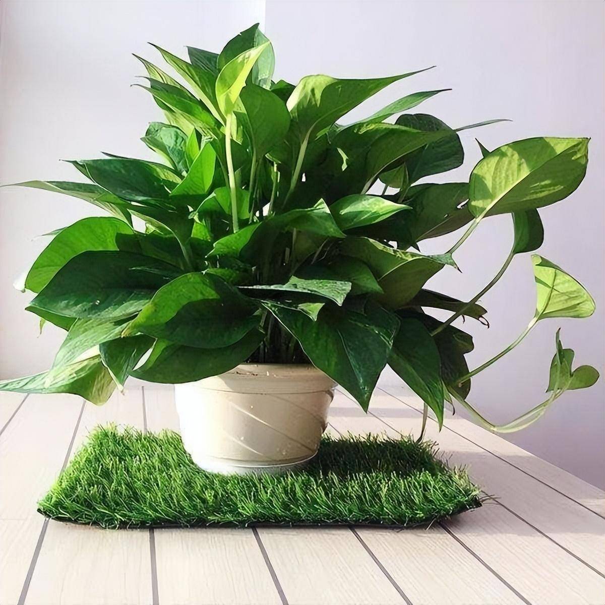 香味的盆栽植物(香味浓的盆栽植物)