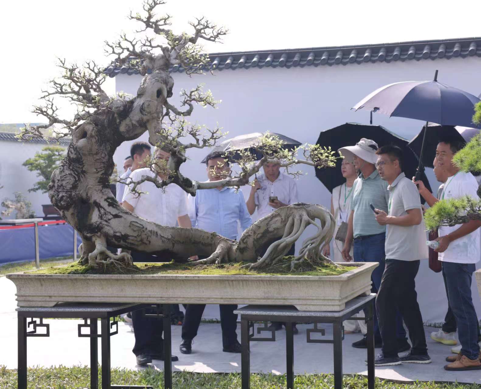 超400件盆景精品看不完,大湾区盆景艺术盛放南沙