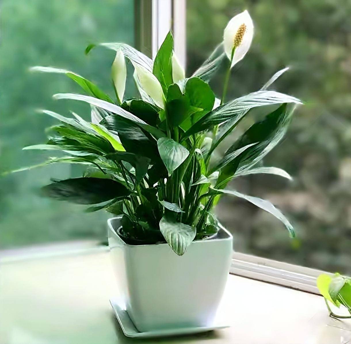 家里盆栽养什么好而且还香(家里盆栽养什么好而且还香的植物)