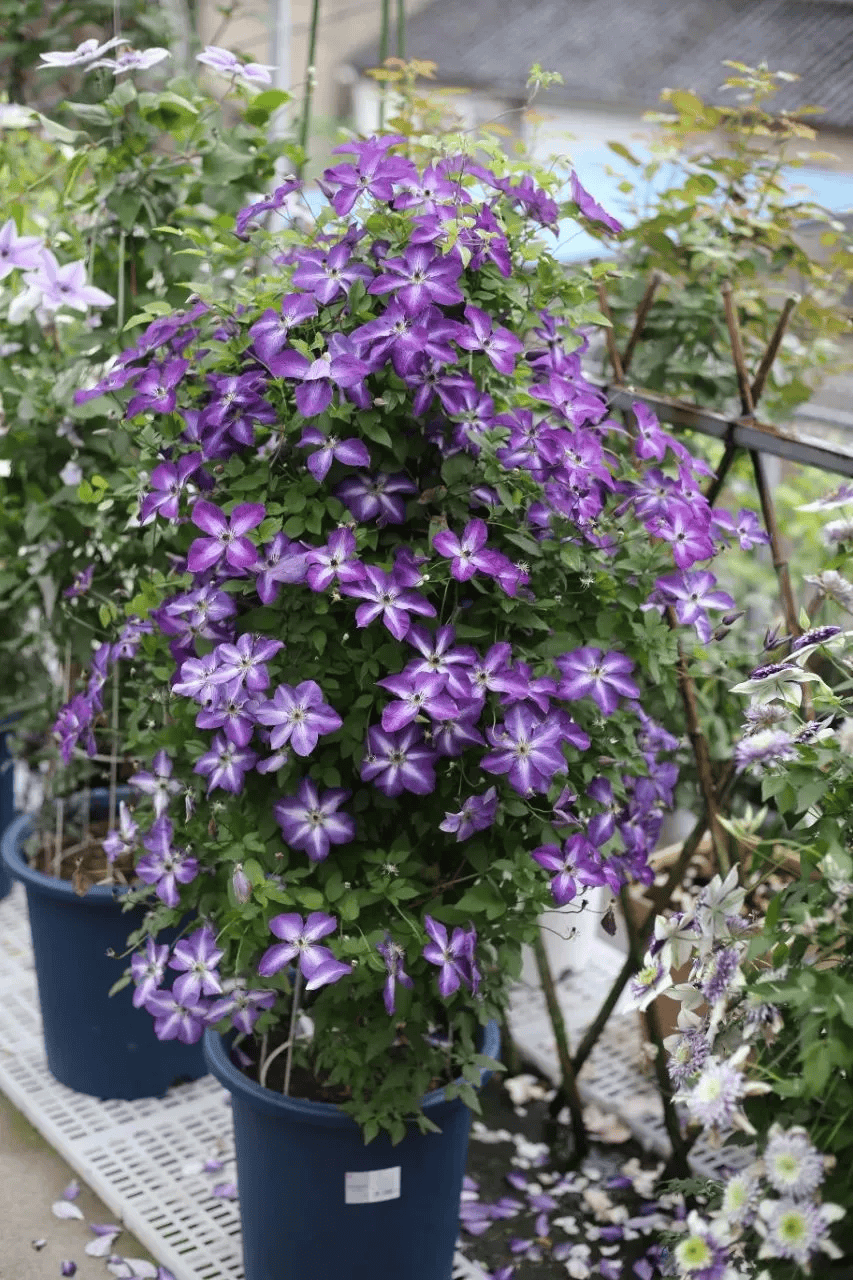 秋季铁线莲复花攻略!做好这几点不爆花都难