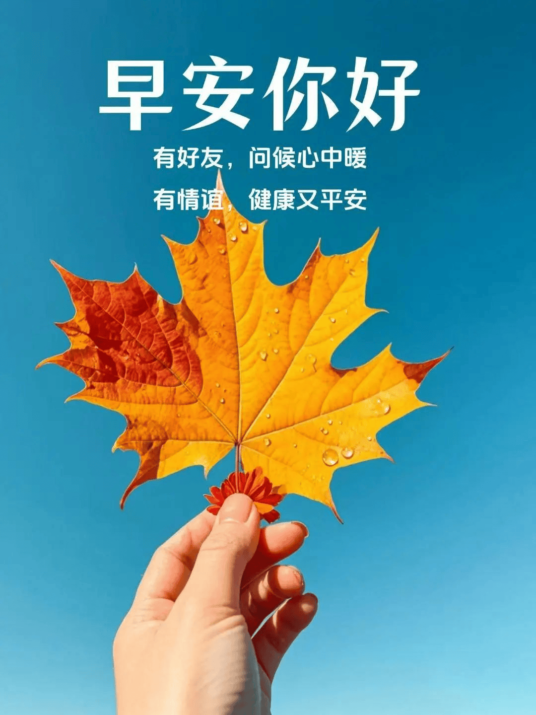 早上好思念 情人图片