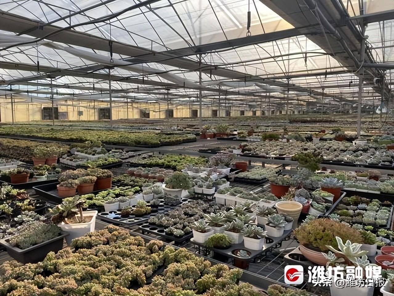 青州天龙花卉多肉植物种植大棚里,各类多肉长势旺盛