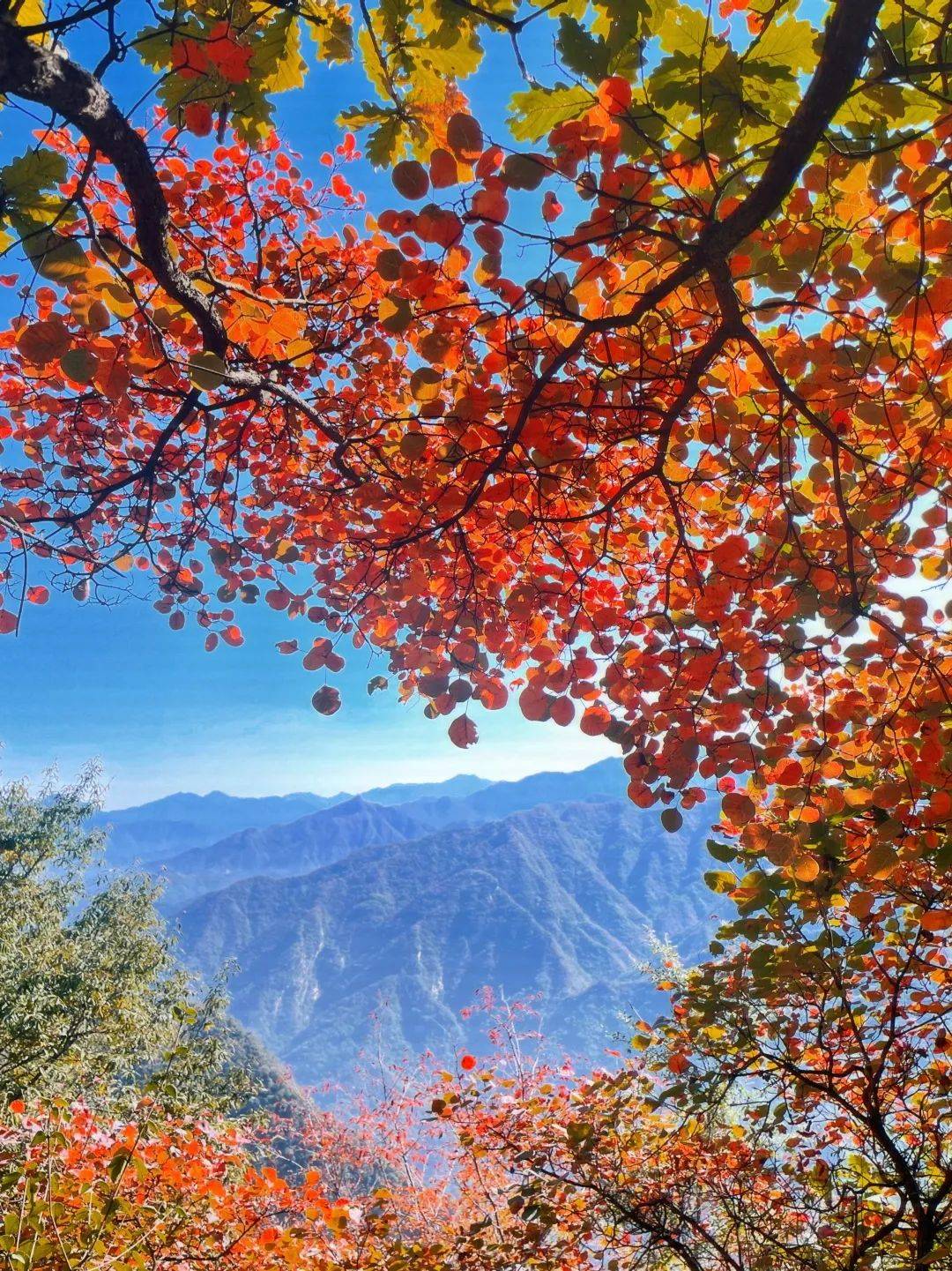 红叶_太白山_阳光