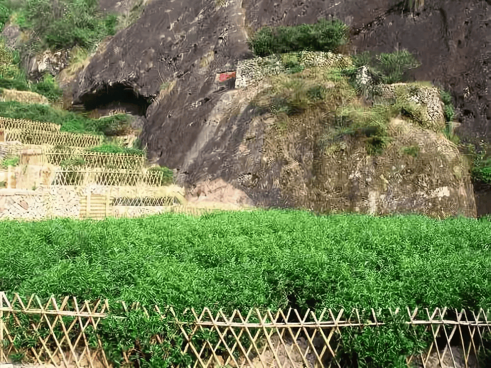 黄家大红袍门口图片