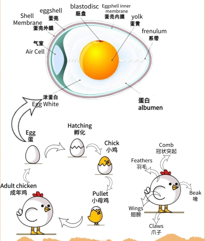 孵蛋过程图图片