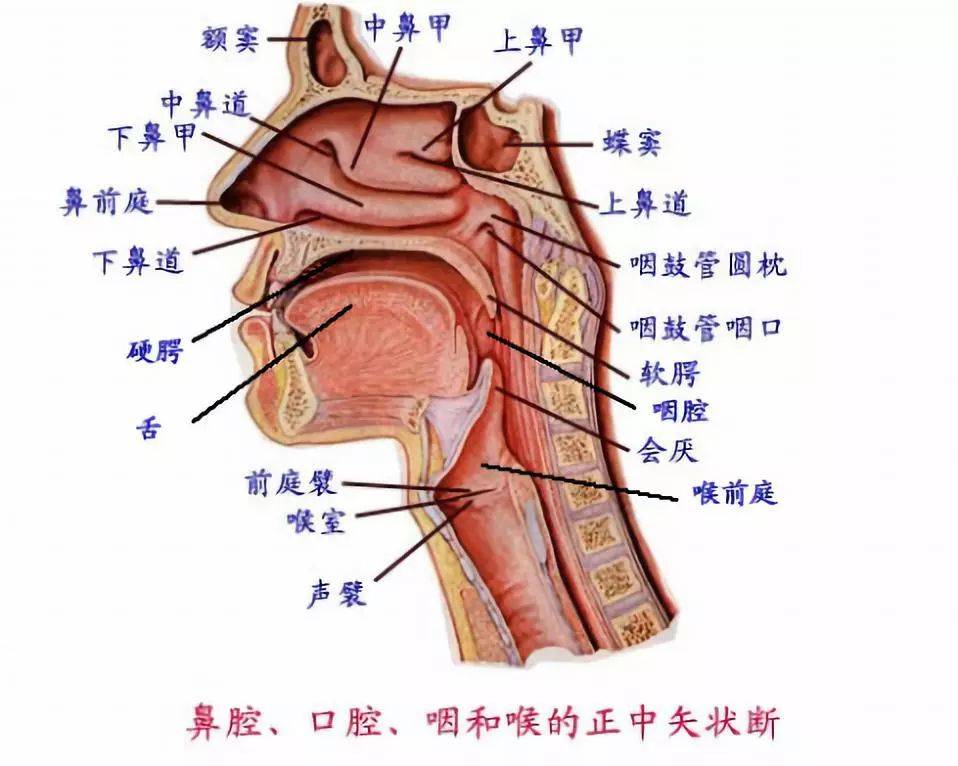 头腔共鸣图解图片