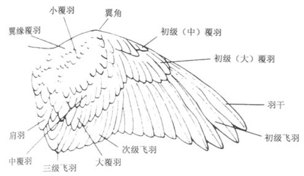 鸟类飞行原理图解图片