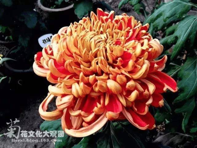 仙灵芝菊花图片