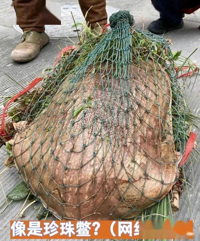 这鳖成精了？广东汕头男子水库钓获巨型河鳖，鳖爪好似成人手掌_珍珠_网友_本土