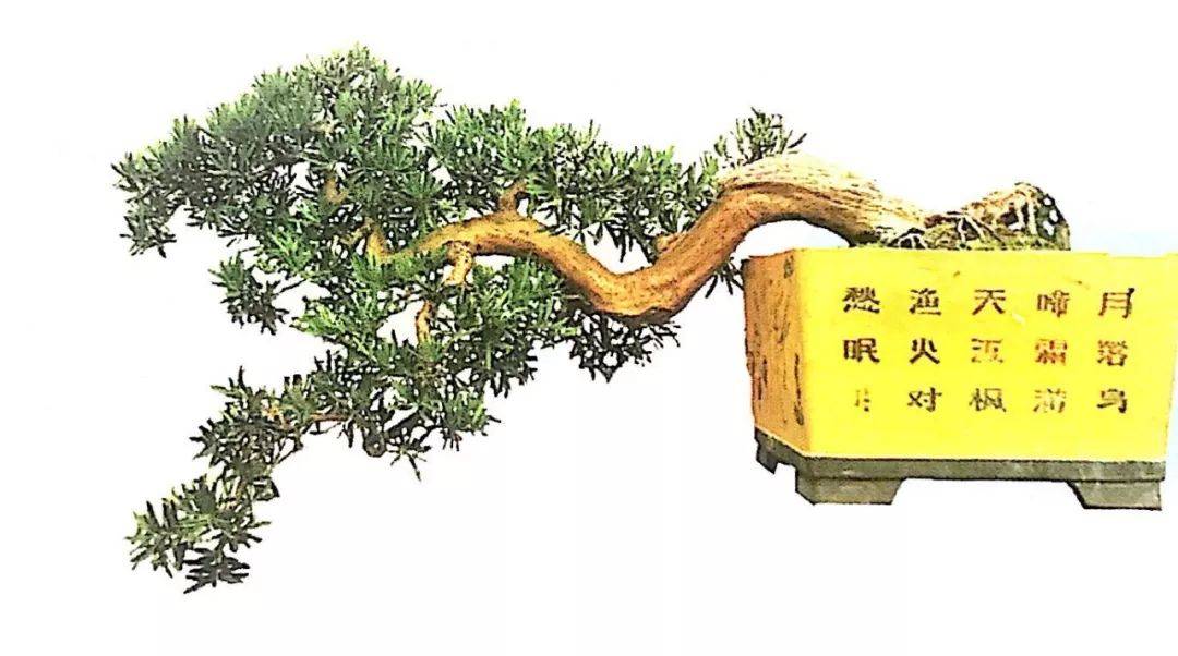 海岛罗汉松盆景造型十八年,气度与风骨不凡,分享它的成型轨迹!