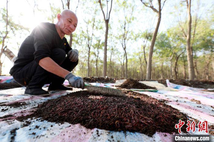 “闲地”变“宝地” 河北任泽区发展林下经济超5300亩