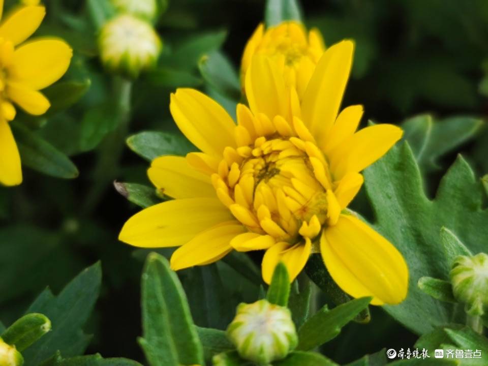 千头菊花开秋日美景来