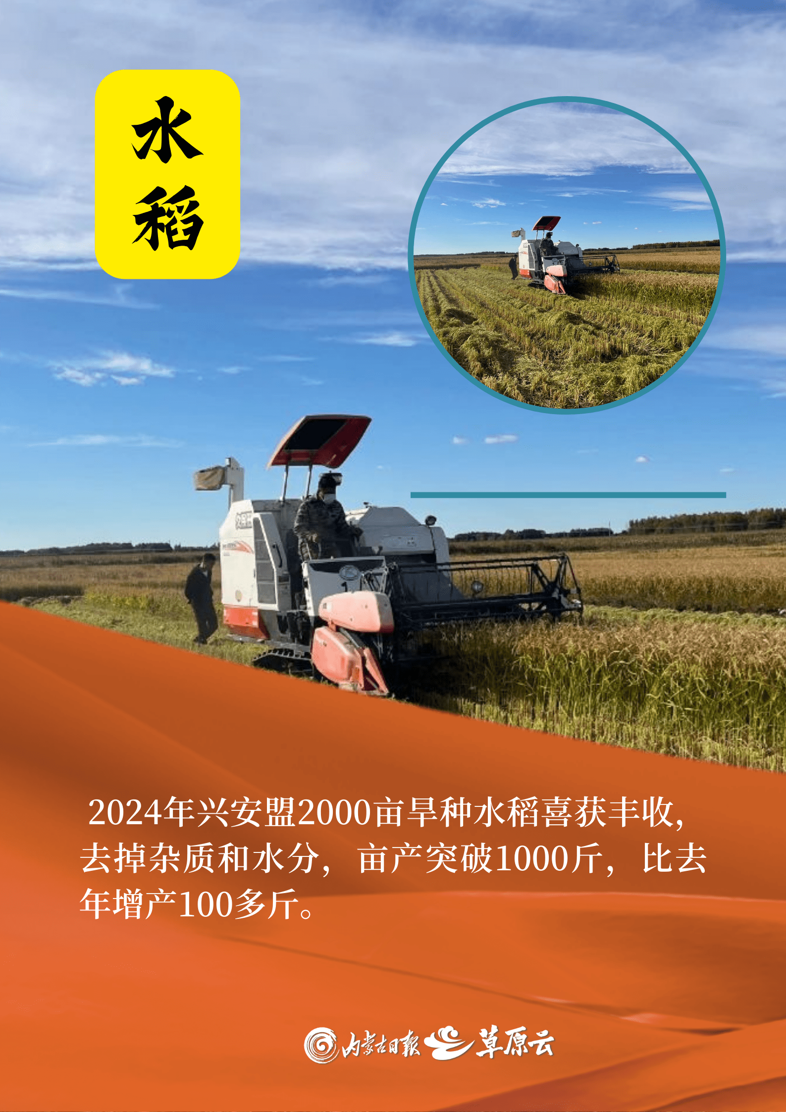 亩产突破1000公斤(亩产1200公斤实现了吗)