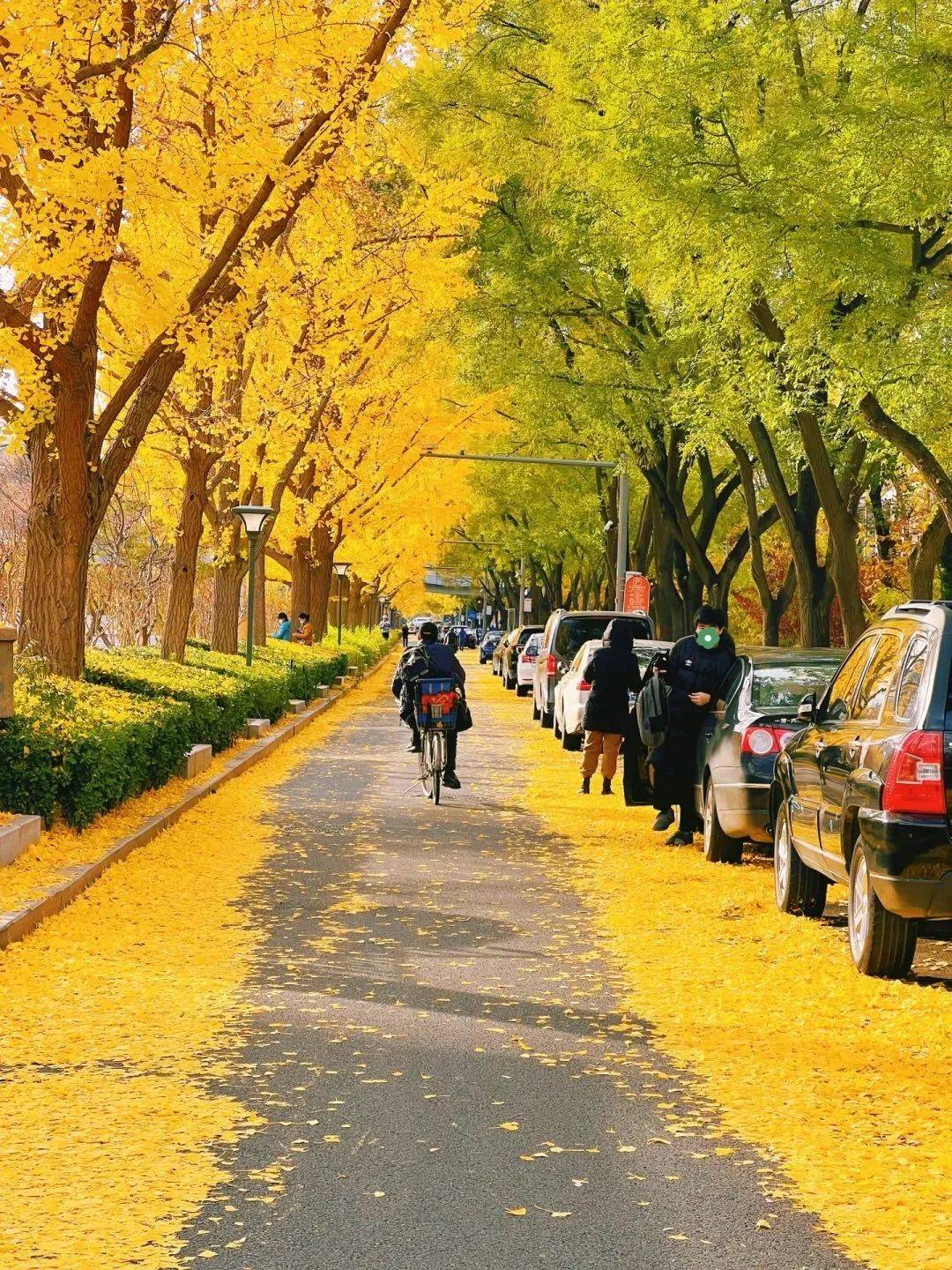 中国最极致的秋天,居然在最"土"的城市里