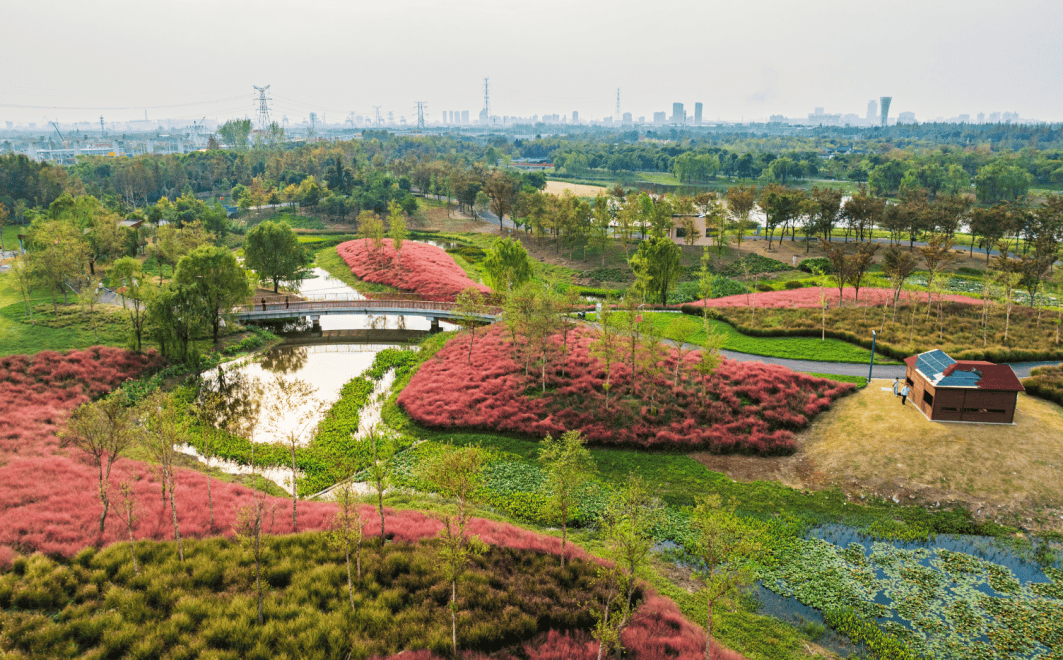 上海秋天爆火的粉色花海！阿勒泰般的美景免费打卡→