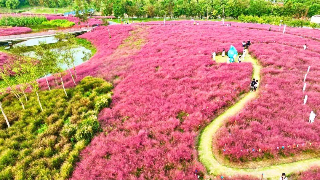 上海秋天爆火的粉色花海！阿勒泰般的美景免费打卡→