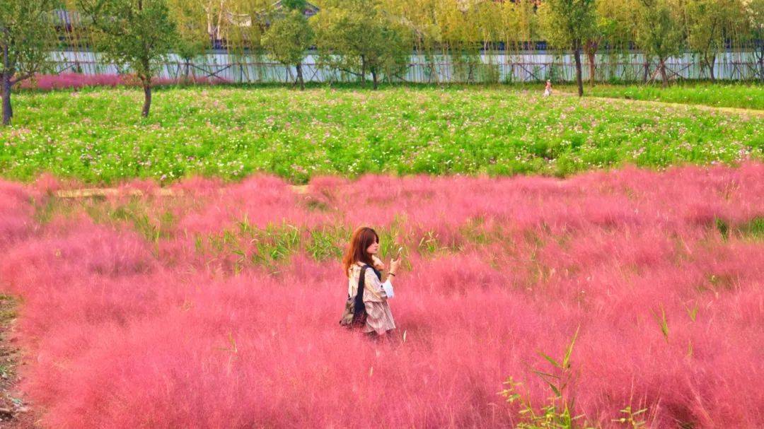 上海秋天爆火的粉色花海！阿勒泰般的美景免费打卡→