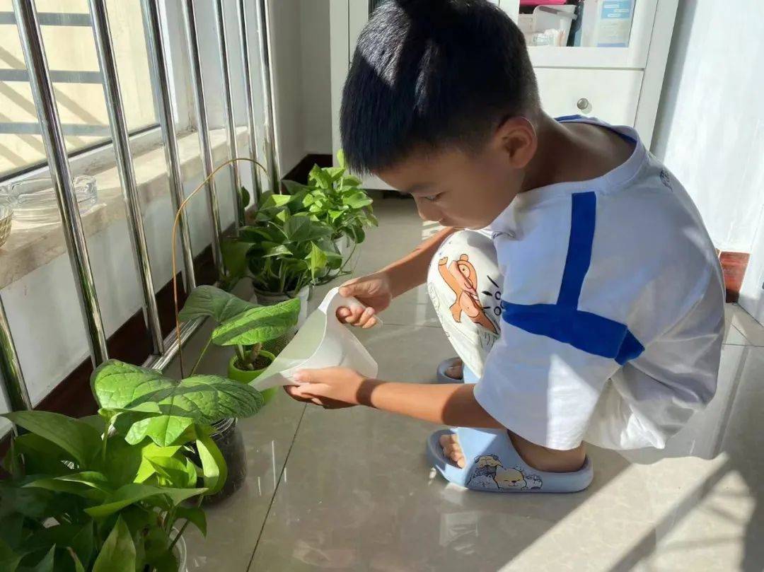 假期里,孩子们纷纷化身成了呵护植物的小行家,定时浇水,裁剪下枯萎的