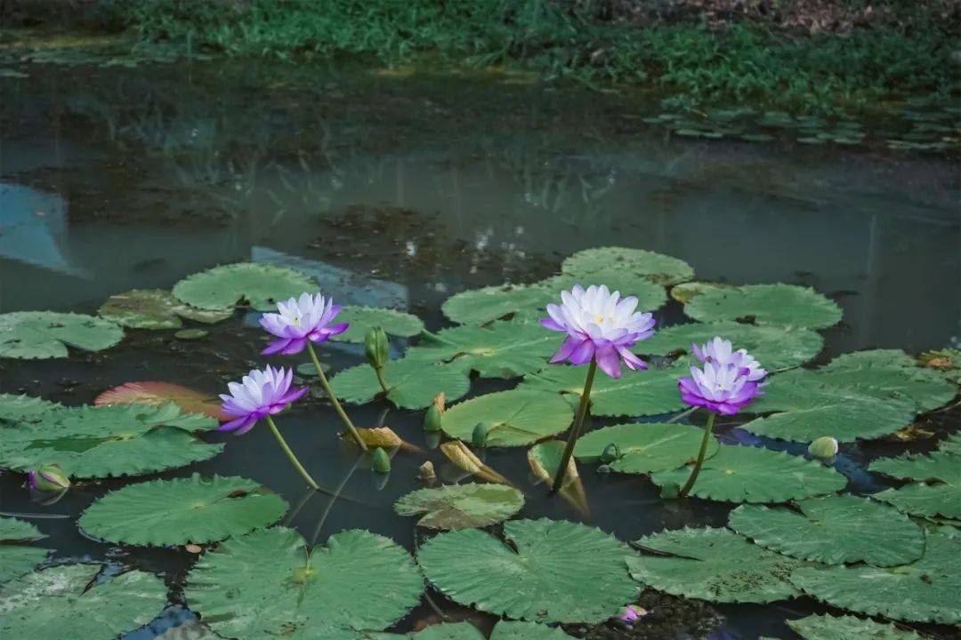 金湖雅荷花园图片