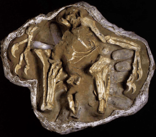 "窃蛋龙"此身分明了