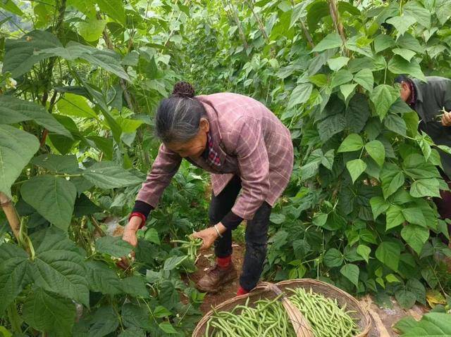 必赢下载鱼池乡：高山旱地蔬菜种植奏响乡村振兴“富”强曲(图1)