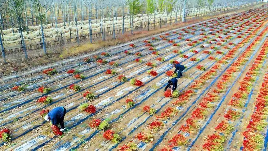 新华社丨松原长岭:发展特色农业 提升农民收入