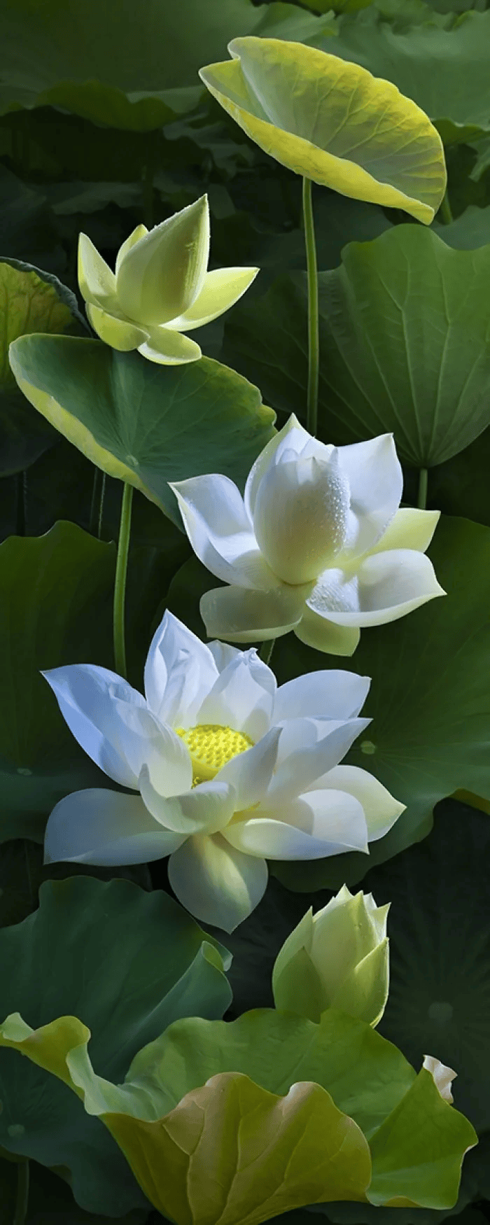 中国十大吉祥植物
