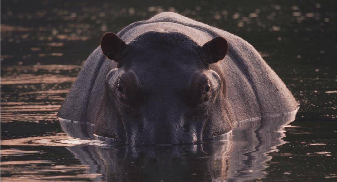 纪录之光导演手记快乐河马与伤心孔雀二十一世纪的殖民寓言