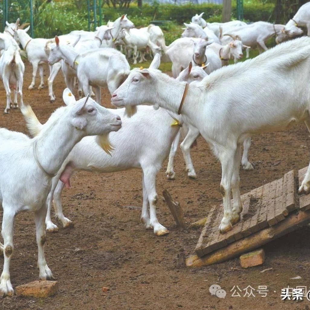 羊得了血虫病怎么治?羊得血虫病用什么药好使?记住这个方法_羊只_管理_饲料