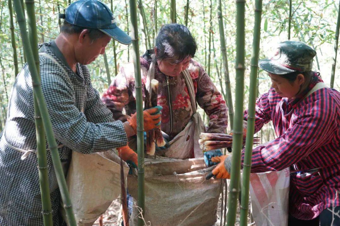 大量收购竹笋老板图片