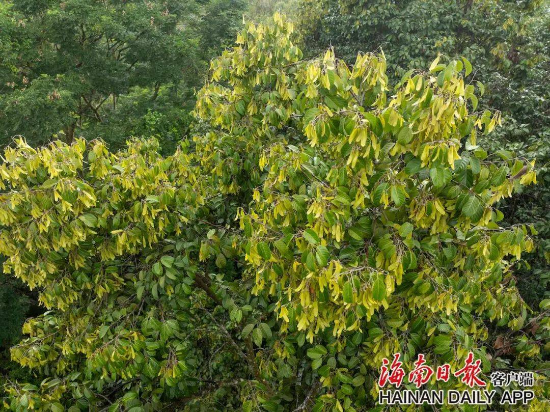 屯昌:国家一级保护野生植物坡垒迎来果期