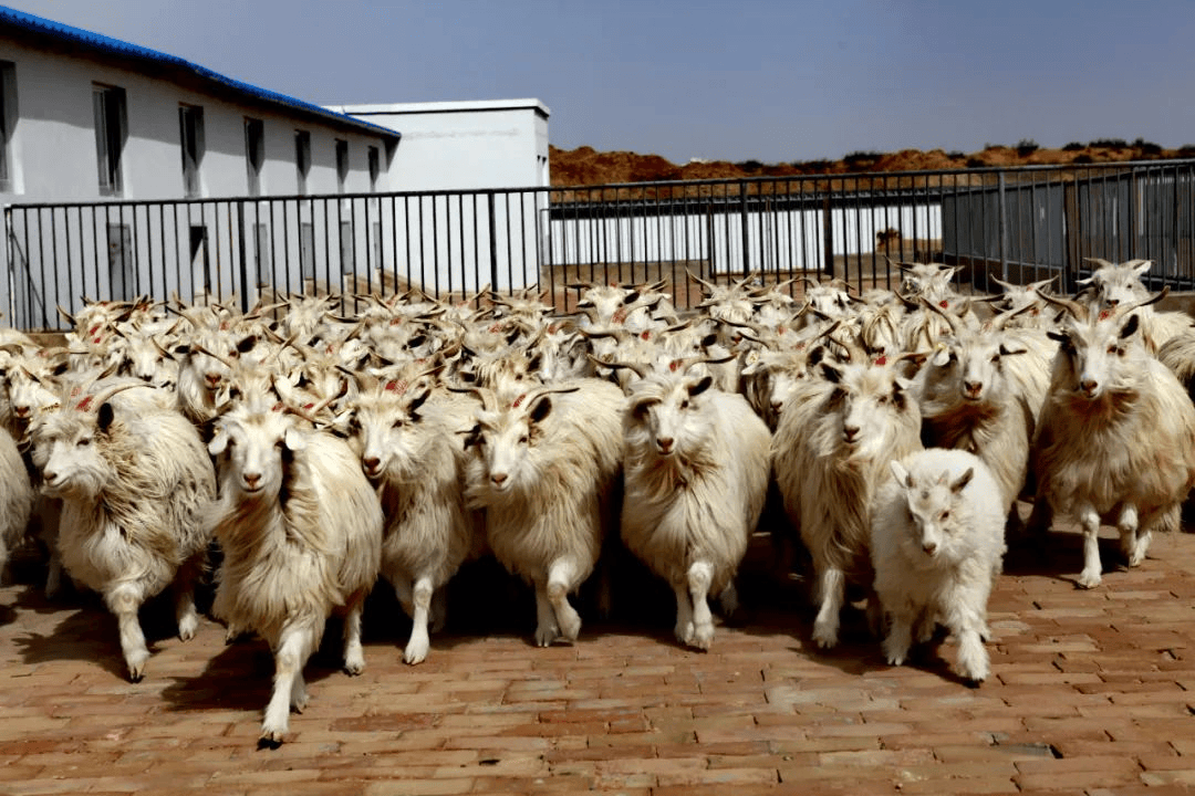 打造百亿级羊产业县区,"陕北横山羊肉"品牌再升级