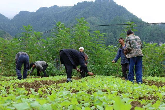 正安县芙蓉江镇张体兰图片